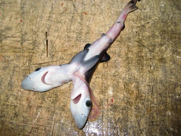 two headed sharks